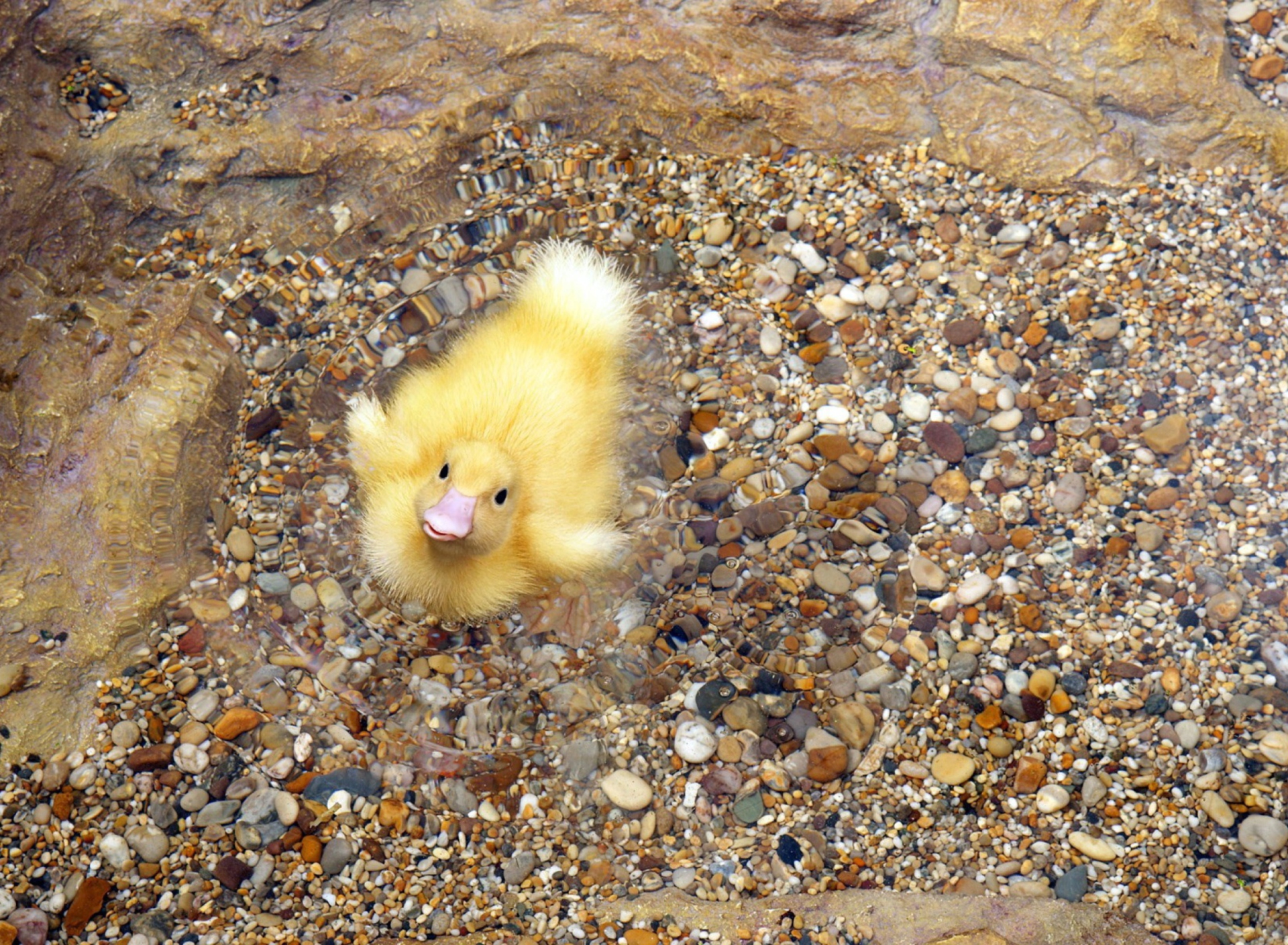 Обои Baby Duck On Clear Water 1920x1408