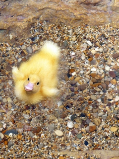 Обои Baby Duck On Clear Water 240x320