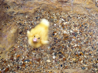 Sfondi Baby Duck On Clear Water 320x240