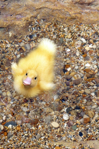 Screenshot №1 pro téma Baby Duck On Clear Water 320x480