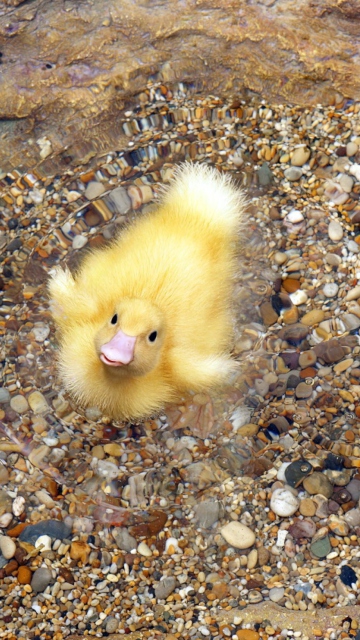 Baby Duck On Clear Water wallpaper 360x640