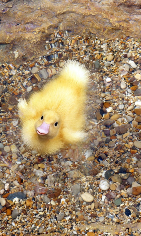 Sfondi Baby Duck On Clear Water 480x800