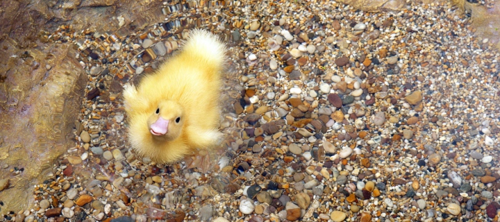 Baby Duck On Clear Water wallpaper 720x320