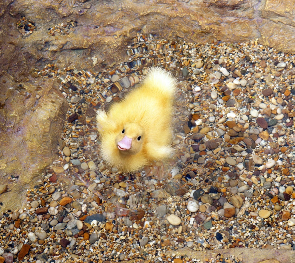 Screenshot №1 pro téma Baby Duck On Clear Water 960x854