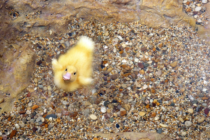 Baby Duck On Clear Water wallpaper