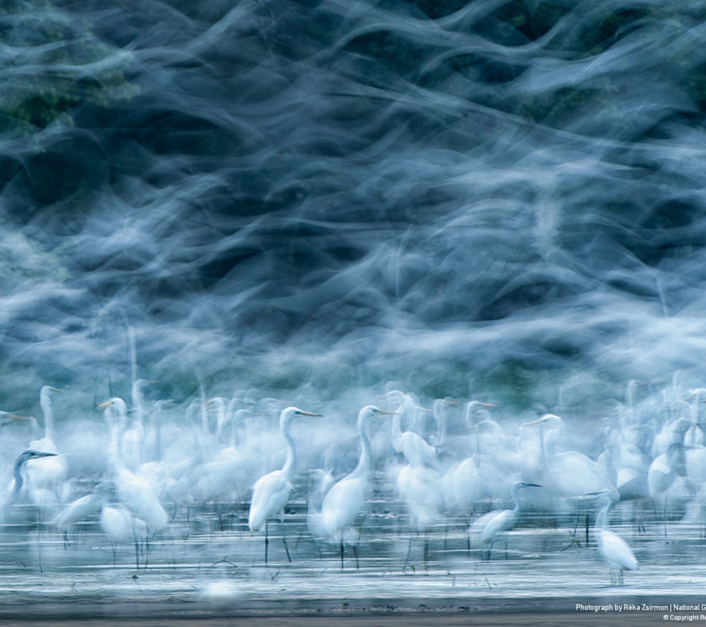 Sfondi Ghost Birds 1440x1280