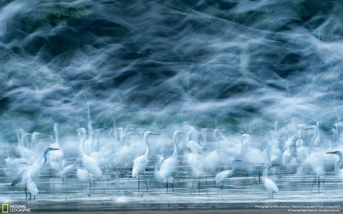 Sfondi Ghost Birds 1440x900