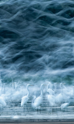 Fondo de pantalla Ghost Birds 240x400