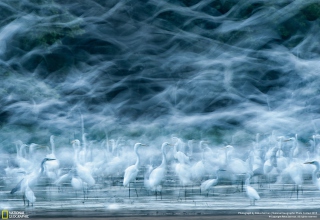 Ghost Birds Background for Android, iPhone and iPad