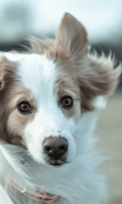 Excited Dog wallpaper 240x400