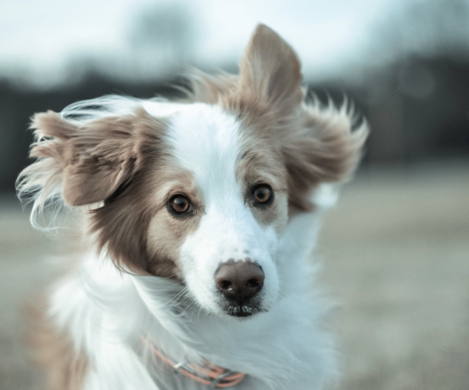 Excited Dog screenshot #1 960x800