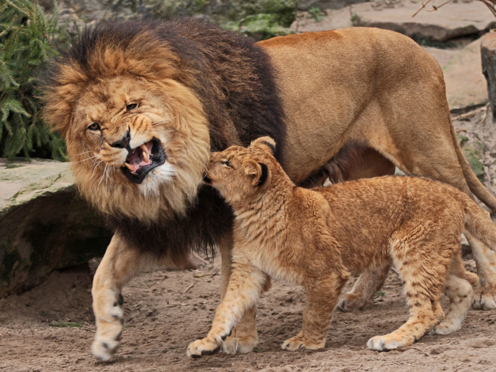 Sfondi Father And Son Relationship 1024x768