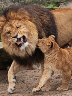 Fondo de pantalla Father And Son Relationship 240x320