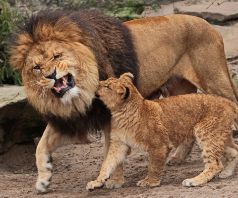 Father And Son Relationship screenshot #1 480x400