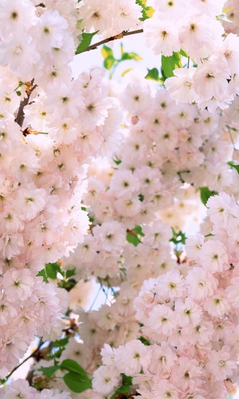 Fondo de pantalla Blooming Tree 480x800