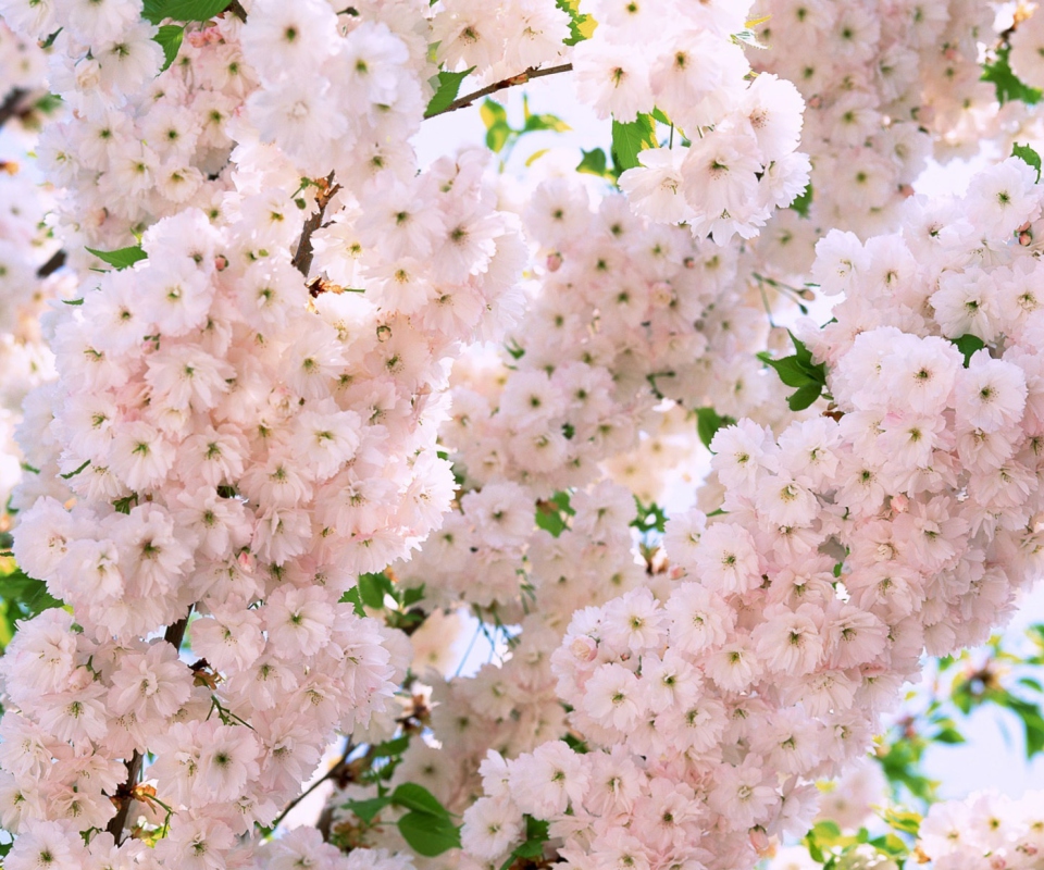 Blooming Tree screenshot #1 960x800