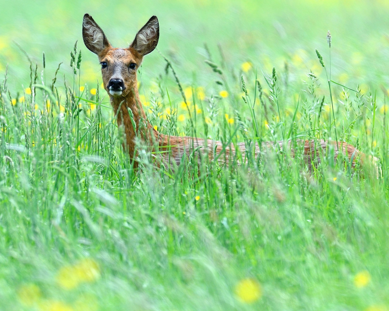 Обои Deer In Green Grass 1280x1024
