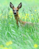 Das Deer In Green Grass Wallpaper 128x160