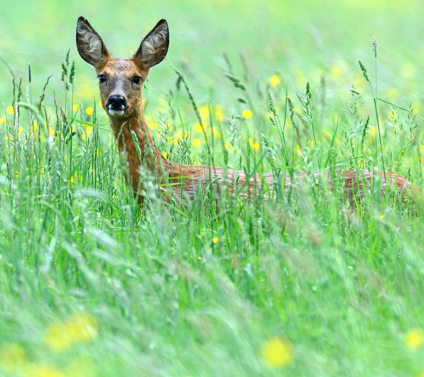 Обои Deer In Green Grass 1440x1280