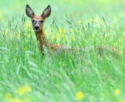 Fondo de pantalla Deer In Green Grass 176x144