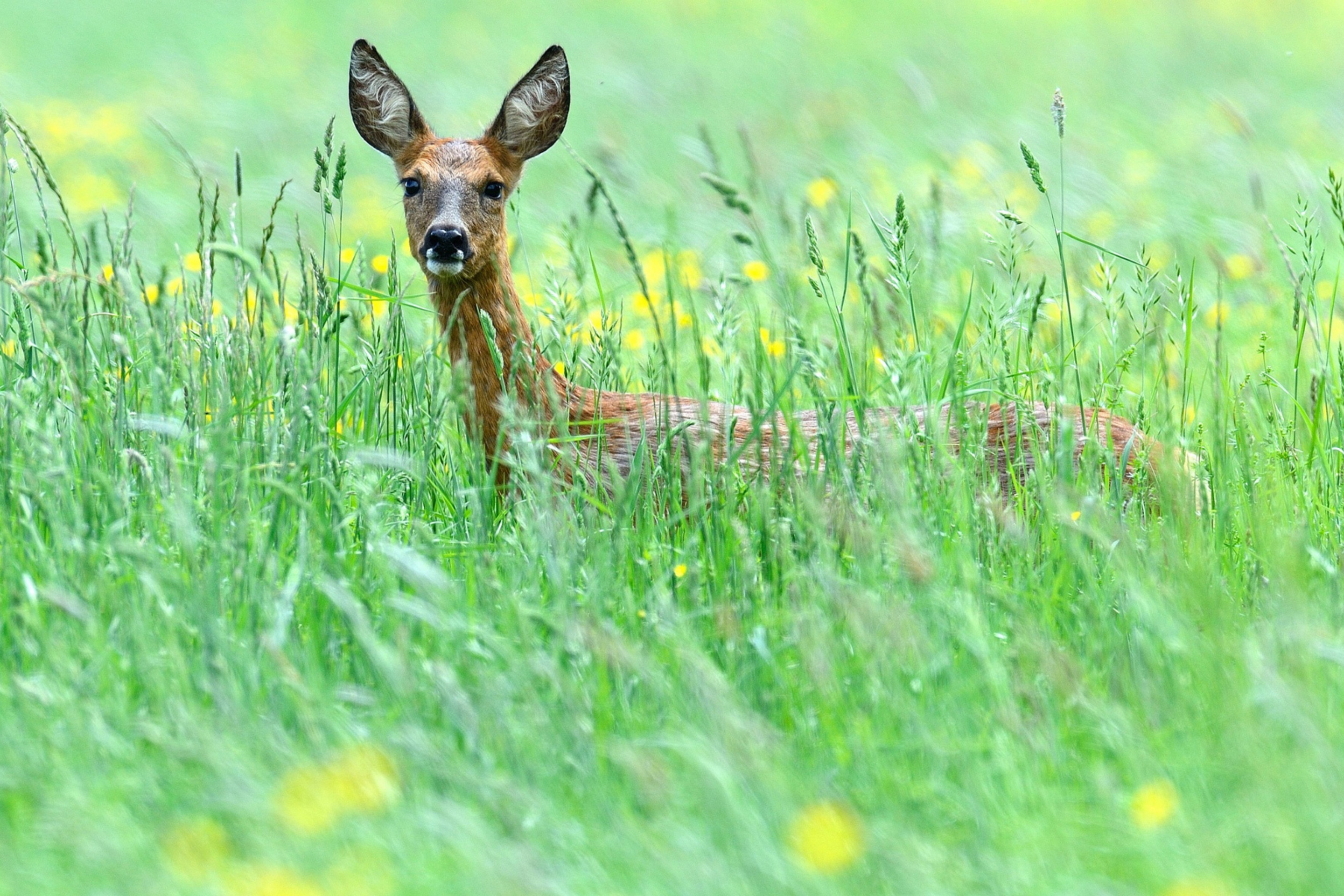 Das Deer In Green Grass Wallpaper 2880x1920
