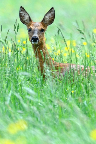 Sfondi Deer In Green Grass 320x480