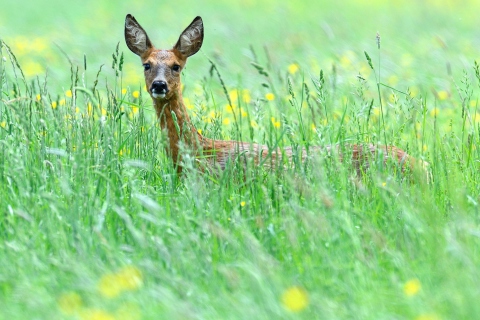 Fondo de pantalla Deer In Green Grass 480x320