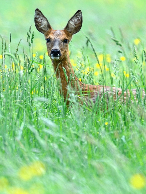 Sfondi Deer In Green Grass 480x640