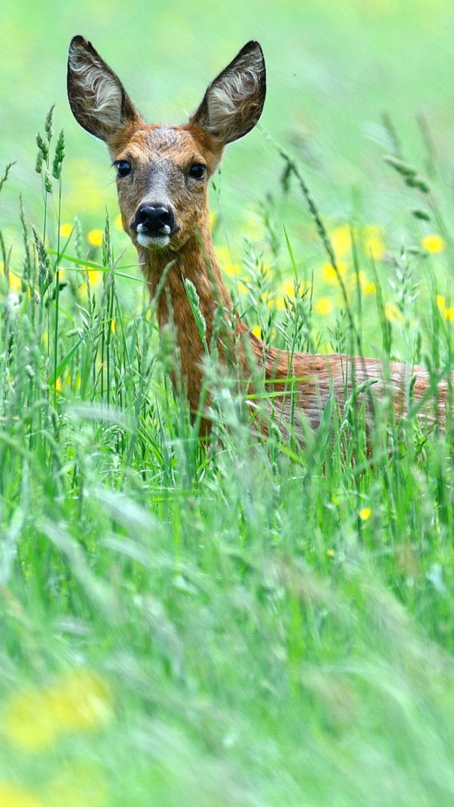 Sfondi Deer In Green Grass 640x1136