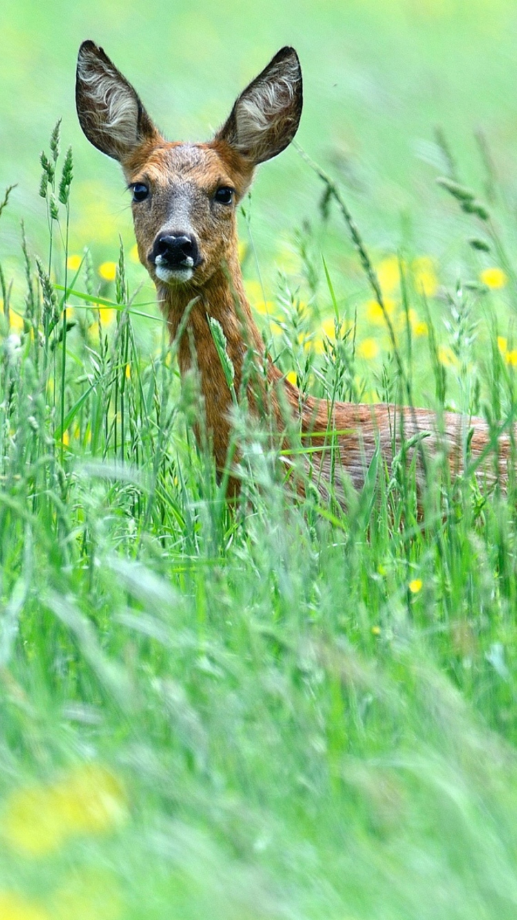 Обои Deer In Green Grass 750x1334