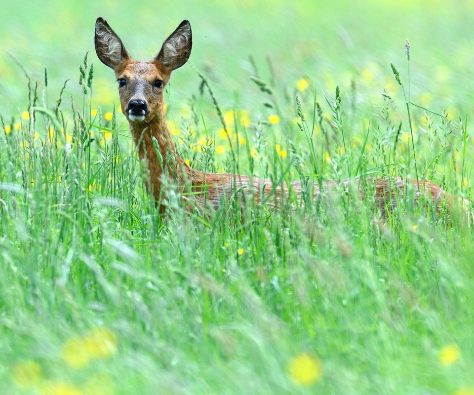 Das Deer In Green Grass Wallpaper 960x800