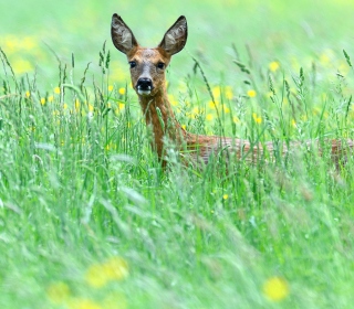 Kostenloses Deer In Green Grass Wallpaper für iPad mini
