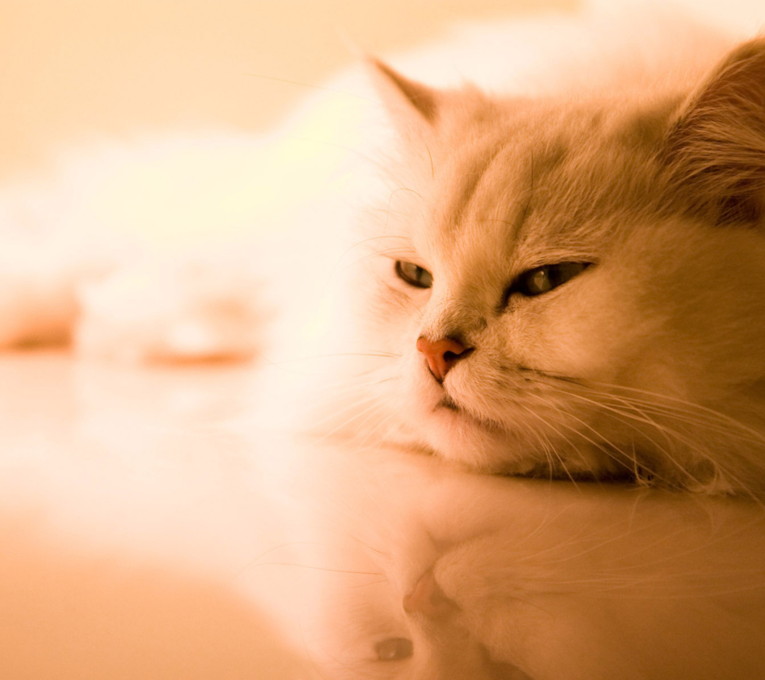 Bored Cat wallpaper 1080x960