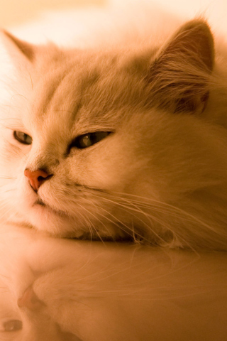 Bored Cat wallpaper 320x480