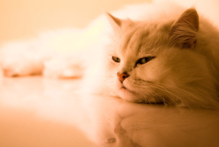 Bored Cat - Obrázkek zdarma pro Sony Xperia Z1