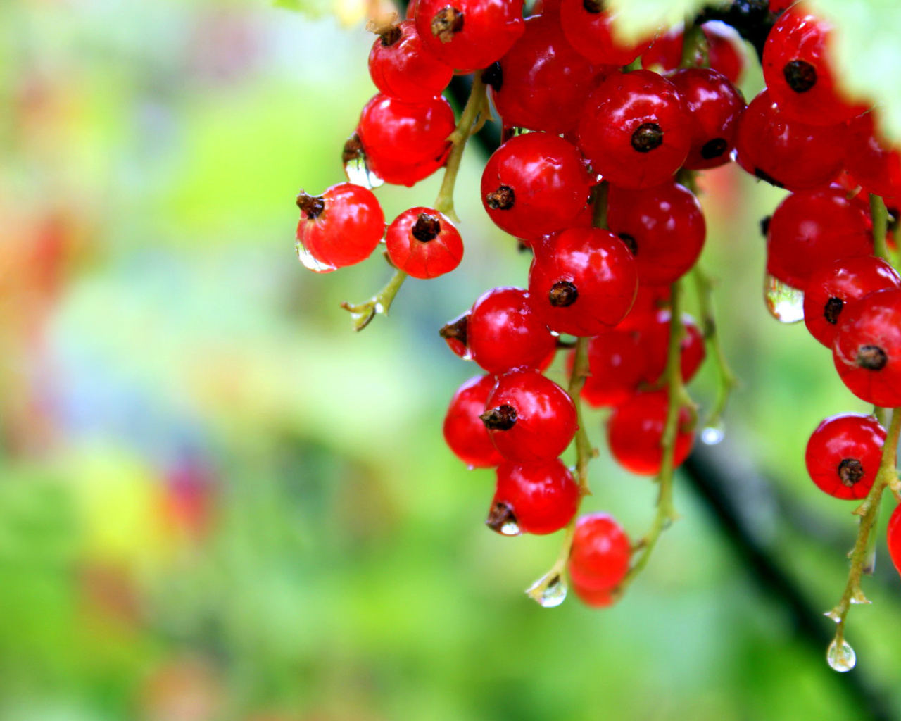 Обои Red currant with Dew 1280x1024