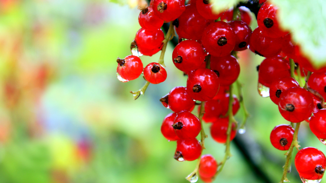 Red currant with Dew wallpaper 1366x768