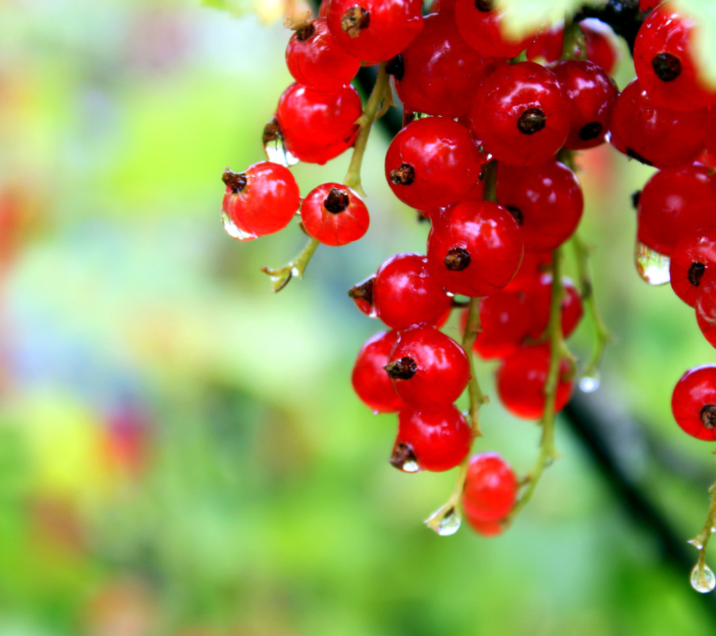 Red currant with Dew wallpaper 1440x1280
