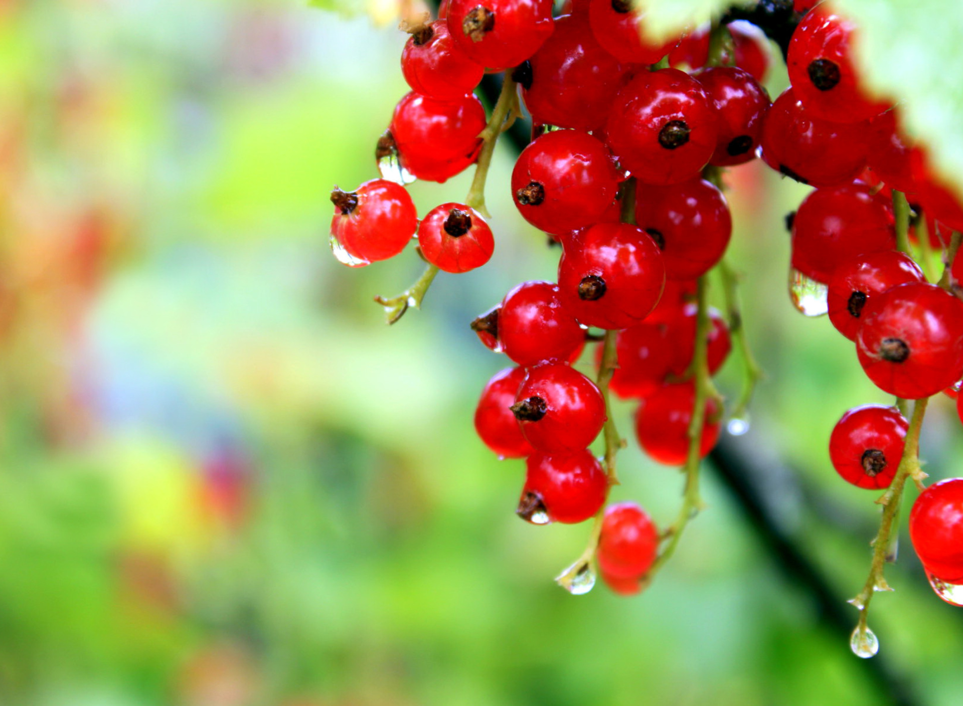 Red currant with Dew wallpaper 1920x1408