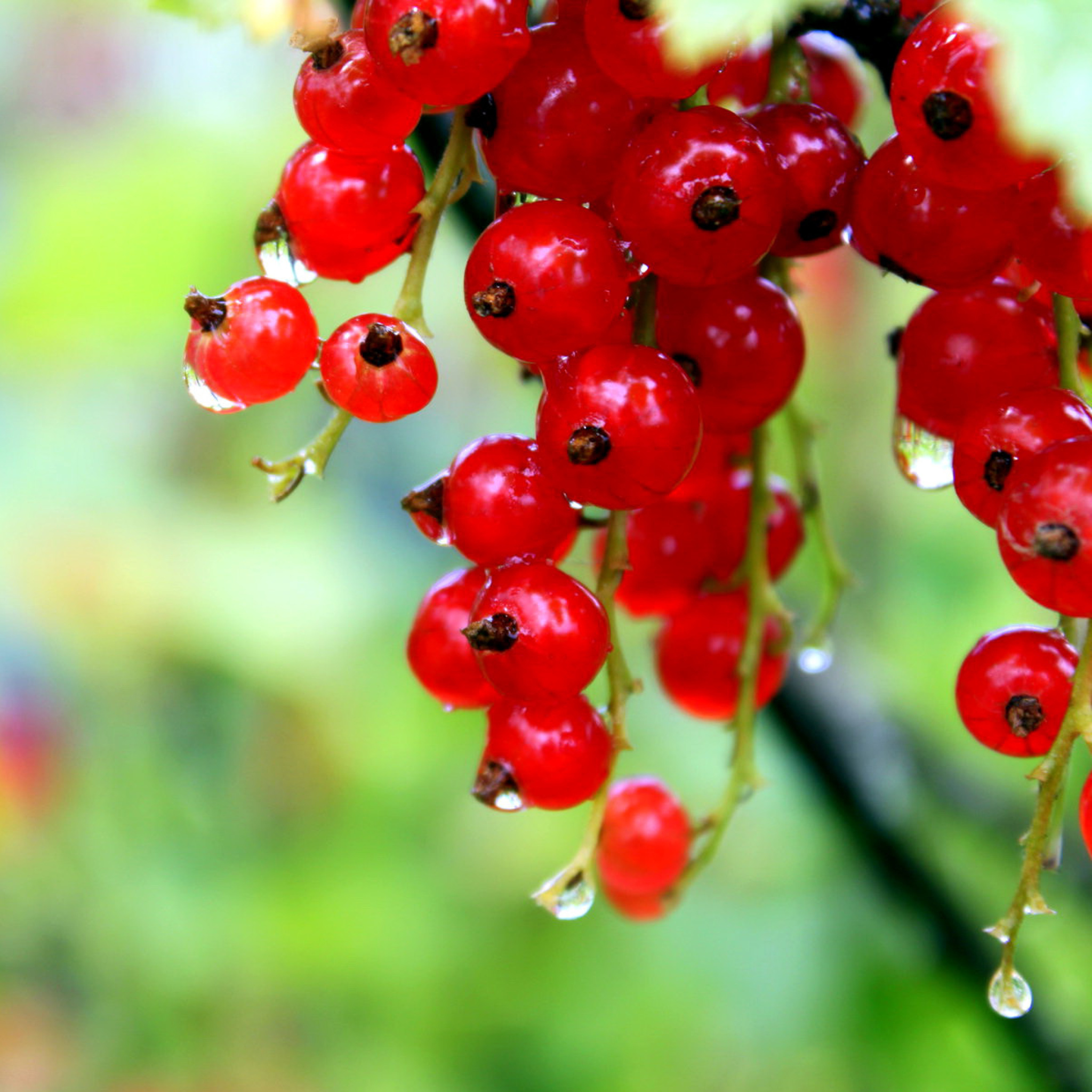 Red currant with Dew wallpaper 2048x2048