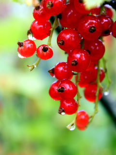 Обои Red currant with Dew 240x320