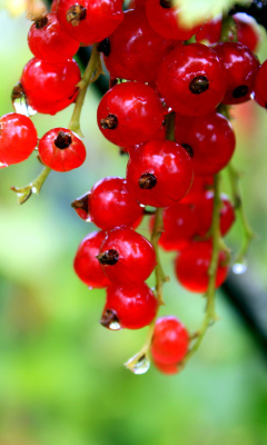 Red currant with Dew wallpaper 240x400