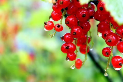 Das Red currant with Dew Wallpaper 480x320
