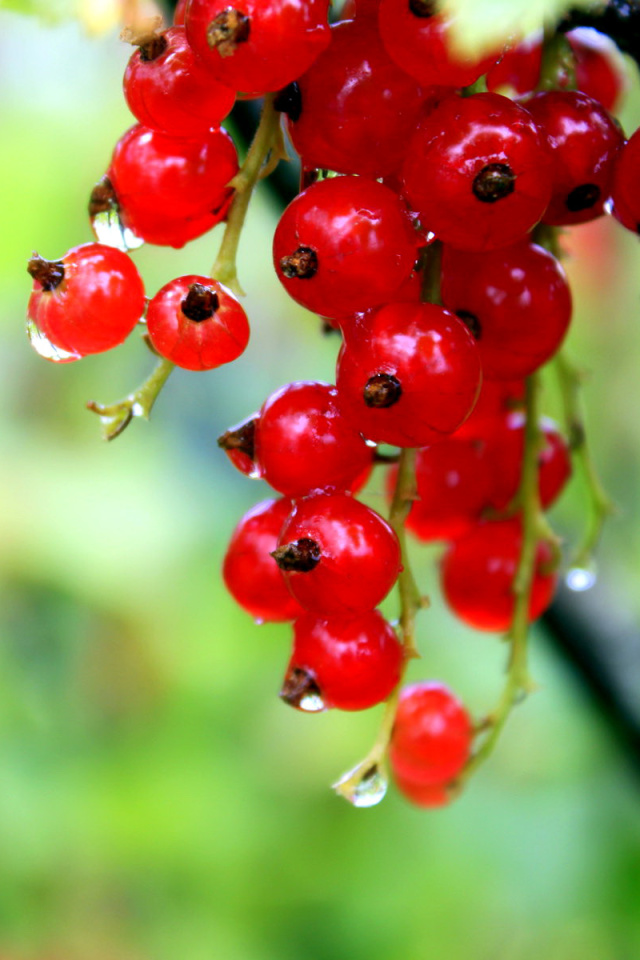 Das Red currant with Dew Wallpaper 640x960