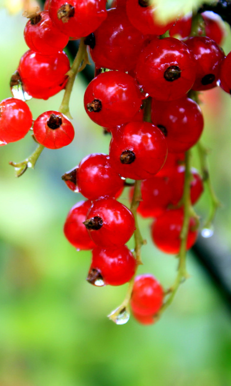 Red currant with Dew wallpaper 768x1280