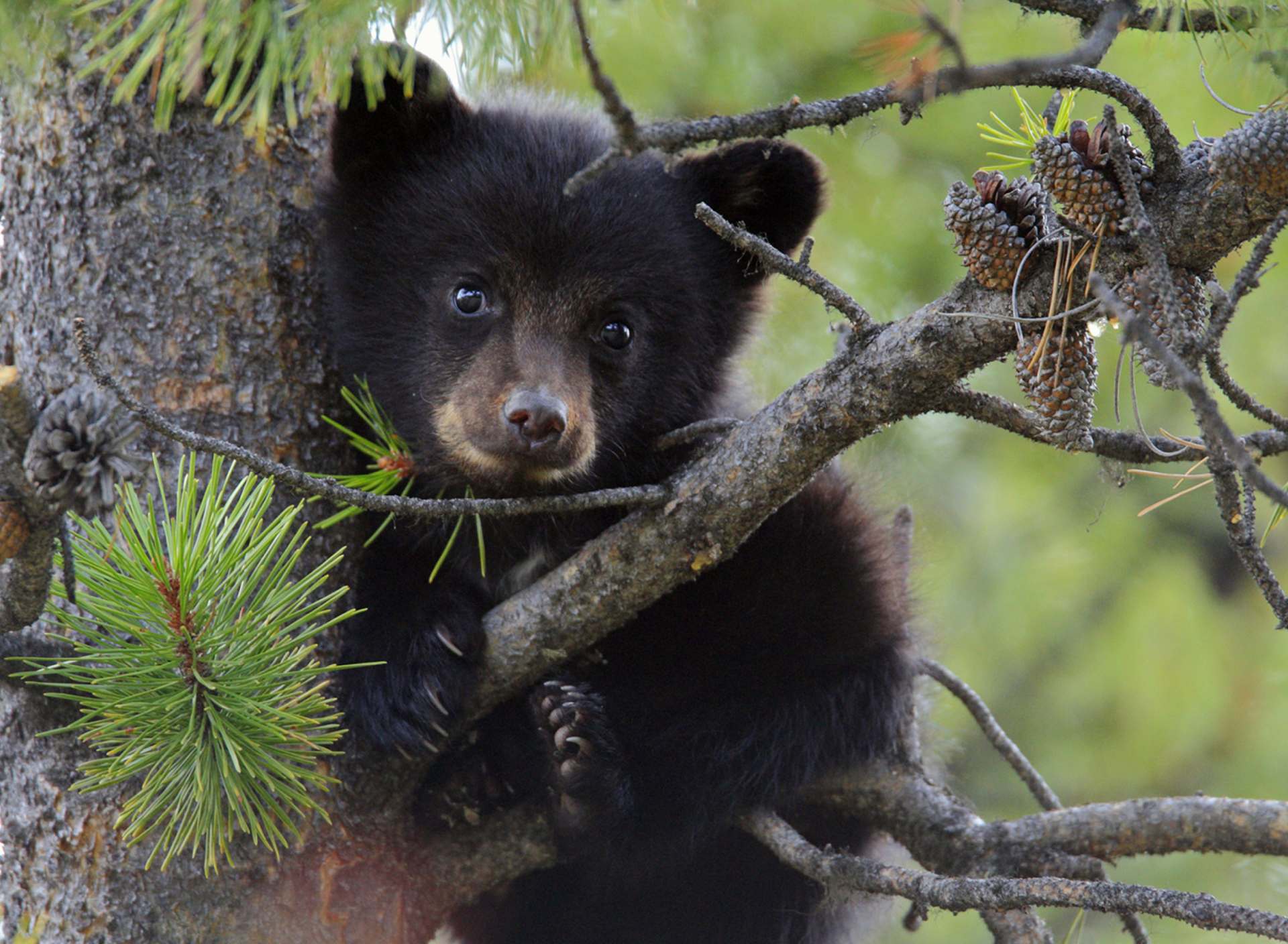 Little Bear screenshot #1 1920x1408