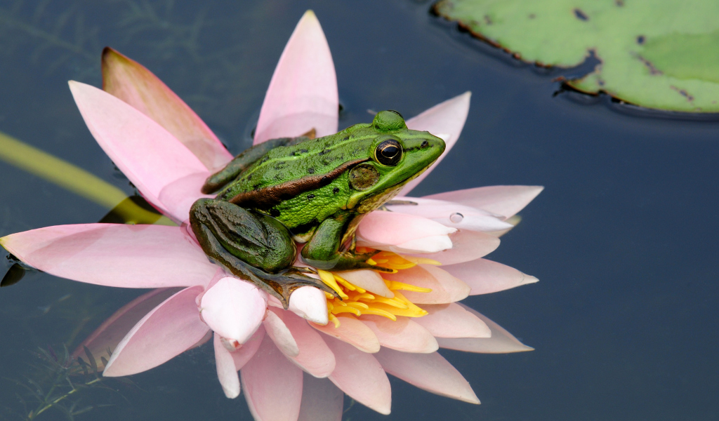 Frog On Pink Water Lily wallpaper 1024x600