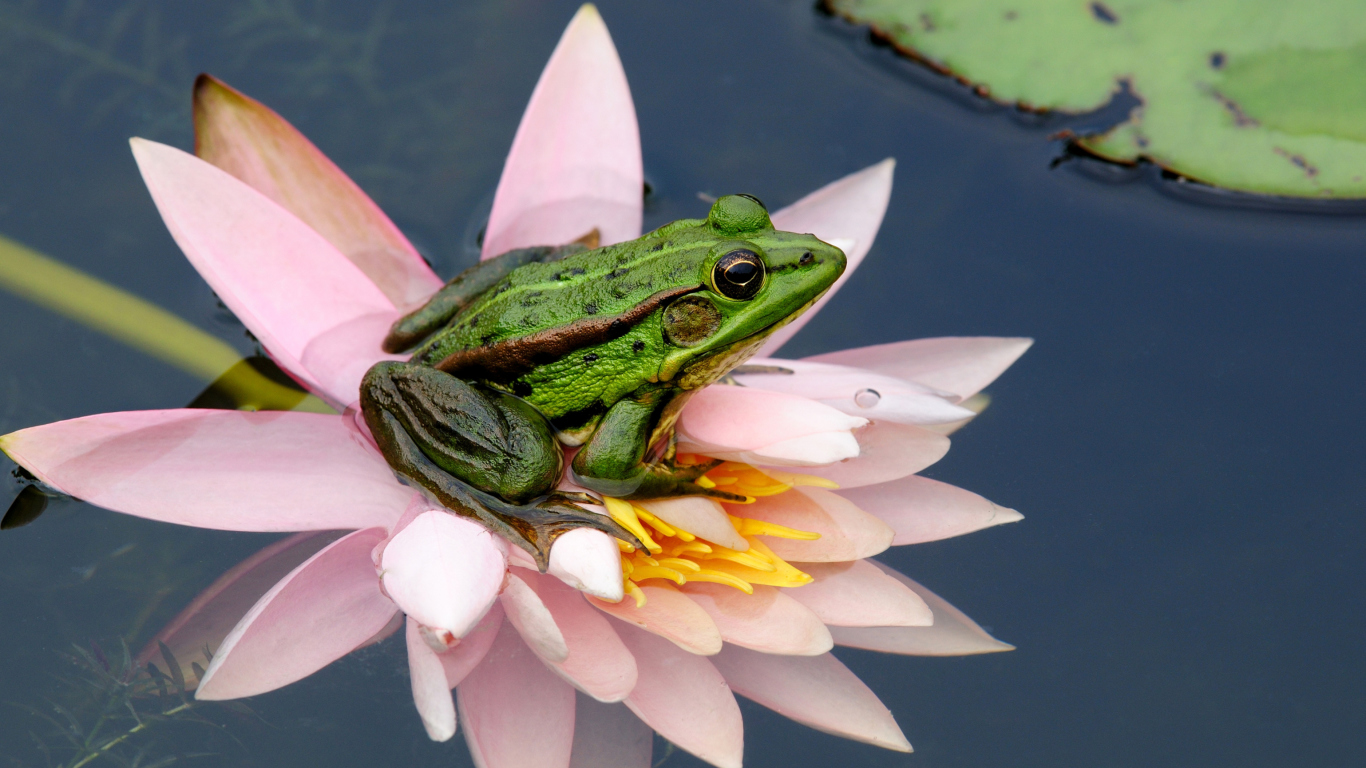Обои Frog On Pink Water Lily 1366x768