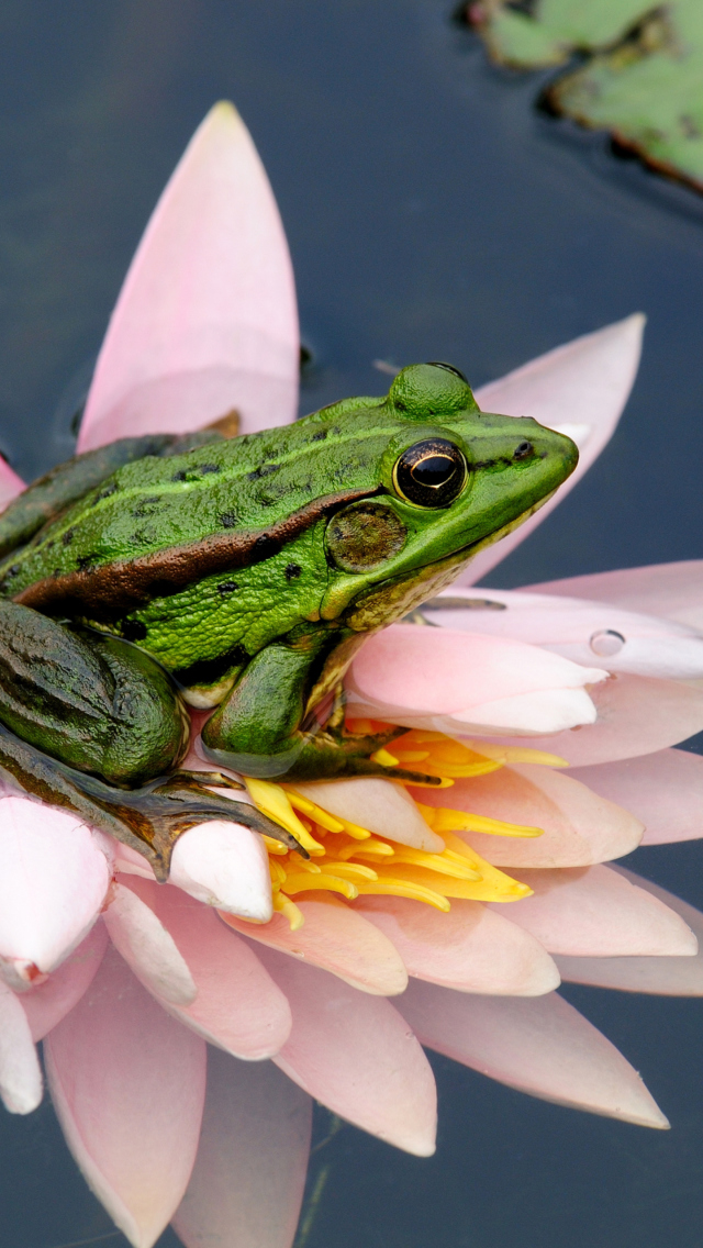 Frog On Pink Water Lily wallpaper 640x1136