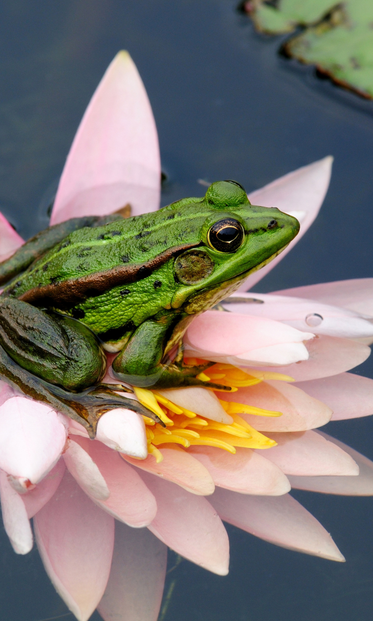 Das Frog On Pink Water Lily Wallpaper 768x1280